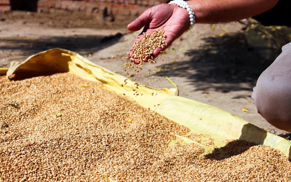 Mână cu boabe de grâu deasupra cerealelor întinse pe o prelată galbenă