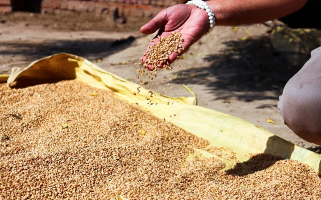 Mână cu boabe de grâu deasupra cerealelor întinse pe o prelată galbenă